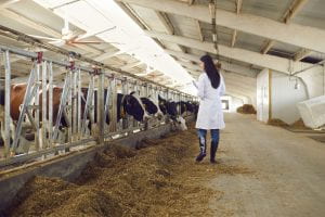 Researcher walks in a barn checking on cattle